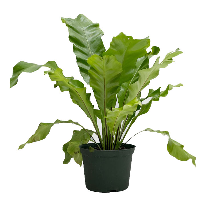 سرخس لانه پرنده